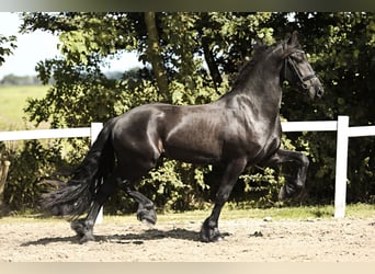 Fries paard, Ruin, 3 Jaar, 167 cm, Zwart