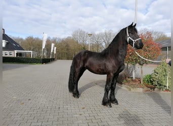 Fries paard, Ruin, 3 Jaar, 167 cm, Zwart