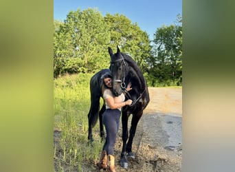 Fries paard, Ruin, 3 Jaar, 168 cm, Zwart
