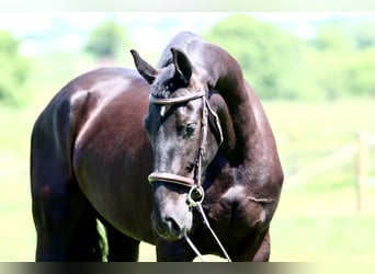 Fries paard, Ruin, 3 Jaar, 168 cm, Zwart