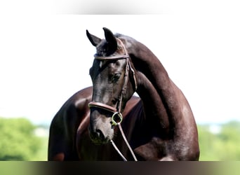 Fries paard, Ruin, 3 Jaar, 168 cm, Zwart