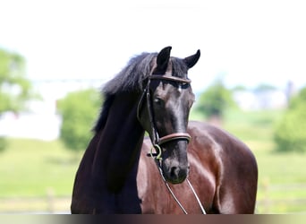 Fries paard, Ruin, 3 Jaar, 168 cm, Zwart