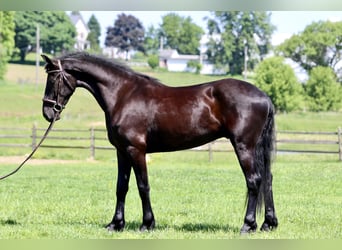 Fries paard, Ruin, 3 Jaar, 168 cm, Zwart