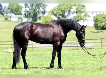 Fries paard, Ruin, 3 Jaar, 168 cm, Zwart