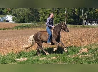 Fries paard, Ruin, 3 Jaar, Champagne