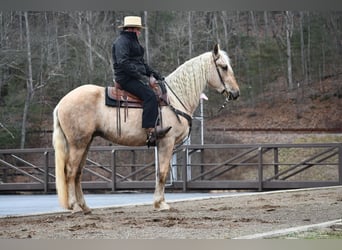 Fries paard Mix, Ruin, 3 Jaar, Palomino