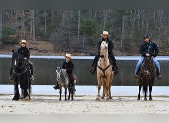 Fries paard Mix, Ruin, 3 Jaar, Palomino