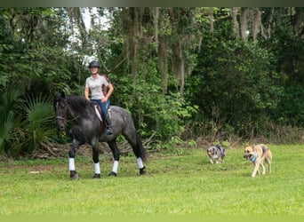 Fries paard Mix, Ruin, 3 Jaar, Roan-Blue