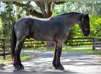 Fries paard Mix, Ruin, 3 Jaar, Roan-Blue