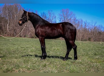 Fries paard, Ruin, 3 Jaar, Roodbruin