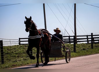 Fries paard, Ruin, 3 Jaar, Roodbruin