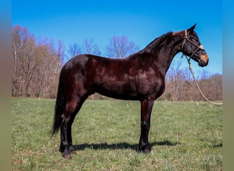 Fries paard, Ruin, 3 Jaar, Roodbruin