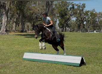 Fries paard Mix, Ruin, 4 Jaar, 140 cm