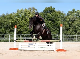 Fries paard Mix, Ruin, 4 Jaar, 147 cm, Zwart