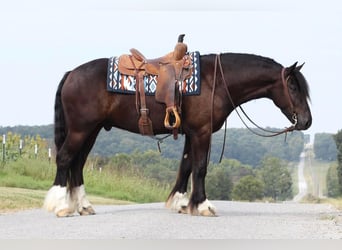 Fries paard Mix, Ruin, 4 Jaar, 147 cm, Zwart