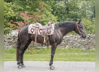 Fries paard, Ruin, 4 Jaar, 147 cm, Zwart