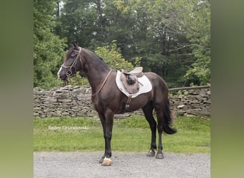 Fries paard, Ruin, 4 Jaar, 147 cm, Zwart