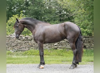 Fries paard, Ruin, 4 Jaar, 147 cm, Zwart