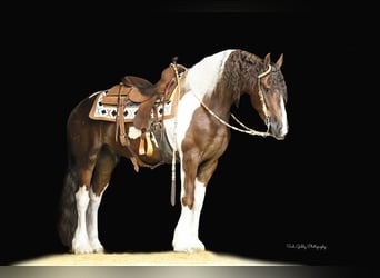 Fries paard Mix, Ruin, 4 Jaar, 150 cm, Donkere-vos