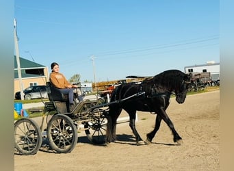 Fries paard Mix, Ruin, 4 Jaar, 150 cm, Zwart