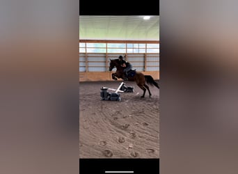 Fries paard, Ruin, 4 Jaar, 152 cm, Roodbruin