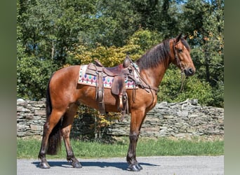 Fries paard, Ruin, 4 Jaar, 152 cm, Roodbruin
