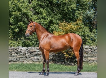 Fries paard, Ruin, 4 Jaar, 152 cm, Roodbruin
