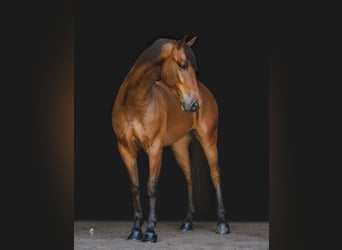 Fries paard, Ruin, 4 Jaar, 152 cm, Roodbruin