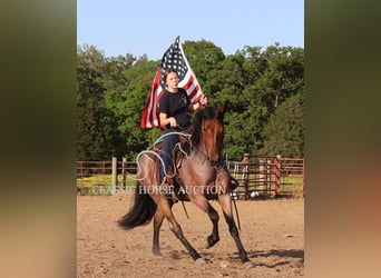 Fries paard, Ruin, 4 Jaar, 152 cm, Roodbruin