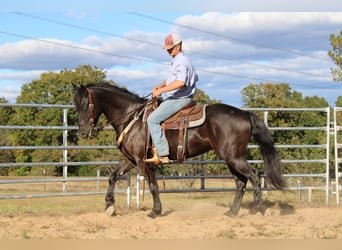 Fries paard, Ruin, 4 Jaar, 152 cm, Zwart