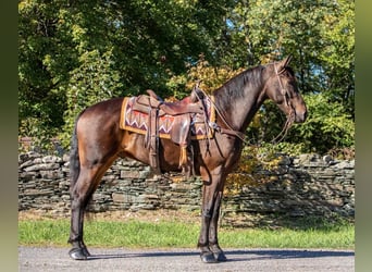 Fries paard, Ruin, 4 Jaar, 155 cm, Roodbruin
