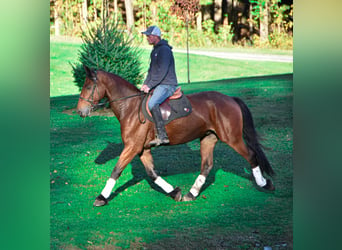 Fries paard, Ruin, 4 Jaar, 155 cm, Roodbruin