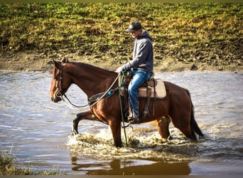 Fries paard, Ruin, 4 Jaar, 155 cm, Roodbruin