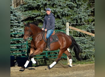 Fries paard, Ruin, 4 Jaar, 155 cm, Roodbruin