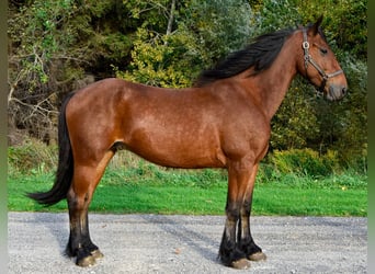 Fries paard, Ruin, 4 Jaar, 155 cm, Roodbruin