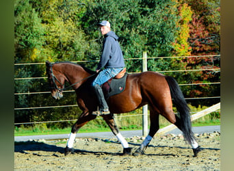 Fries paard, Ruin, 4 Jaar, 155 cm, Roodbruin