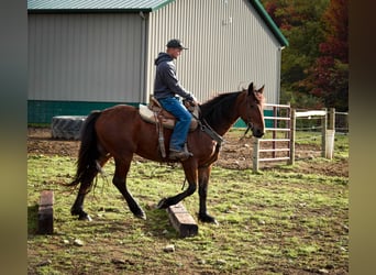 Fries paard, Ruin, 4 Jaar, 155 cm, Roodbruin