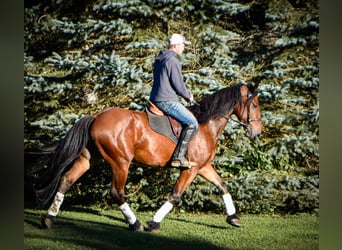 Fries paard, Ruin, 4 Jaar, 155 cm, Roodbruin