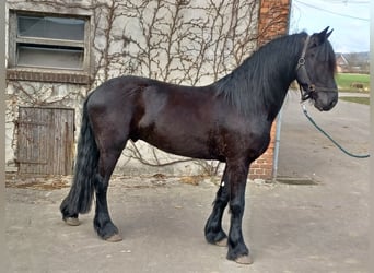 Fries paard, Ruin, 4 Jaar, 155 cm, Zwart