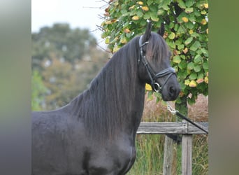 Friesen, Wallach, 4 Jahre, 155 cm, Rappe