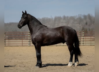 Fries paard Mix, Ruin, 4 Jaar, 155 cm, Zwart