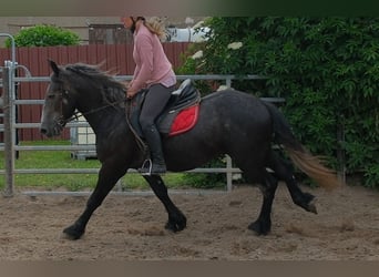 Fries paard Mix, Ruin, 4 Jaar, 155 cm, Zwartschimmel