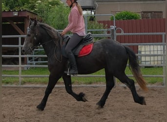 Fries paard Mix, Ruin, 4 Jaar, 155 cm, Zwartschimmel