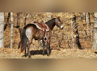Fries paard, Ruin, 4 Jaar, 157 cm, Buckskin