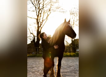 Fries paard Mix, Ruin, 4 Jaar, 157 cm, Donkere-vos