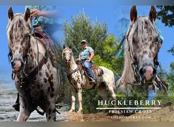Fries paard Mix, Ruin, 4 Jaar, 157 cm, Roodbruin