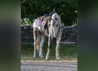 Fries paard, Ruin, 4 Jaar, 157 cm, Tobiano-alle-kleuren