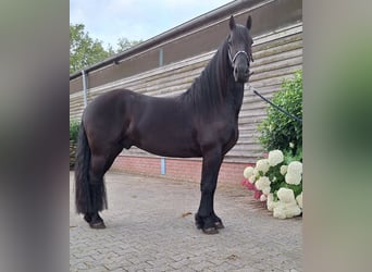 Fries paard, Ruin, 4 Jaar, 158 cm, Zwart