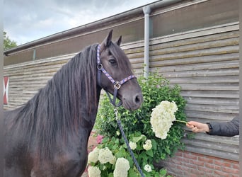 Fries paard, Ruin, 4 Jaar, 158 cm, Zwart