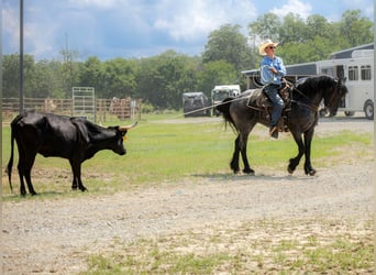 Fries paard Mix, Ruin, 4 Jaar, 160 cm, Roan-Blue